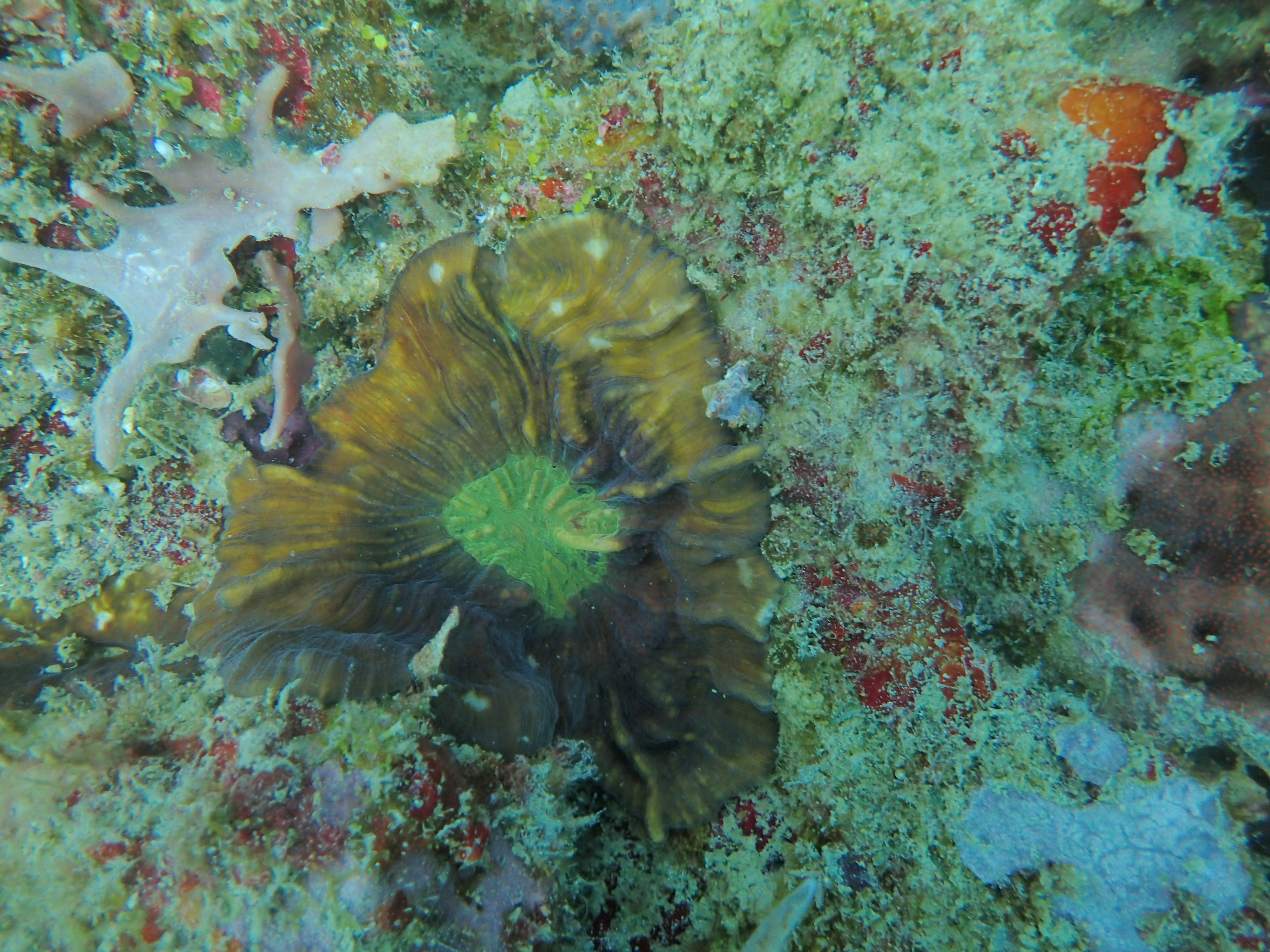 Open Brain Coral