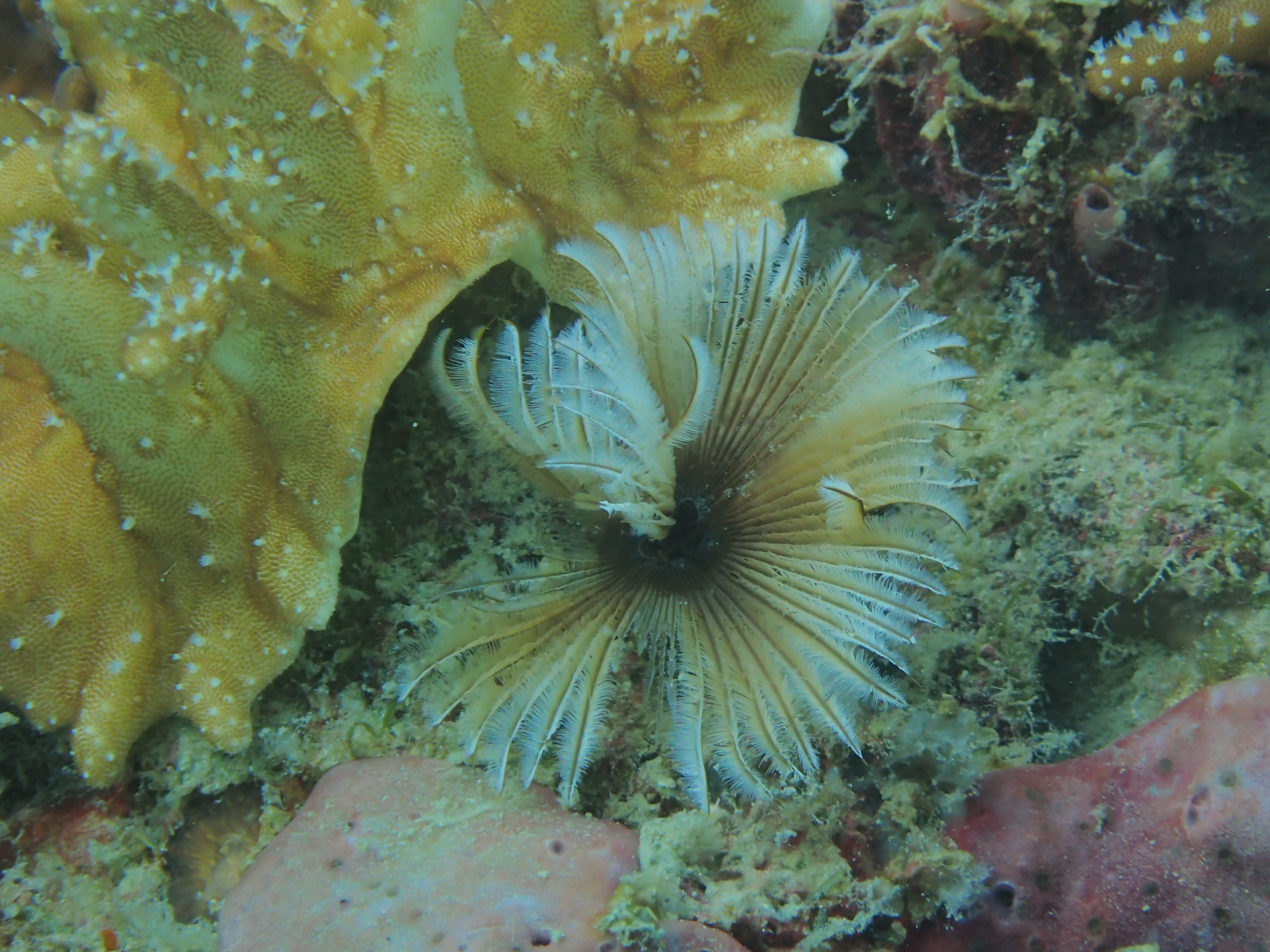 White Sabellid