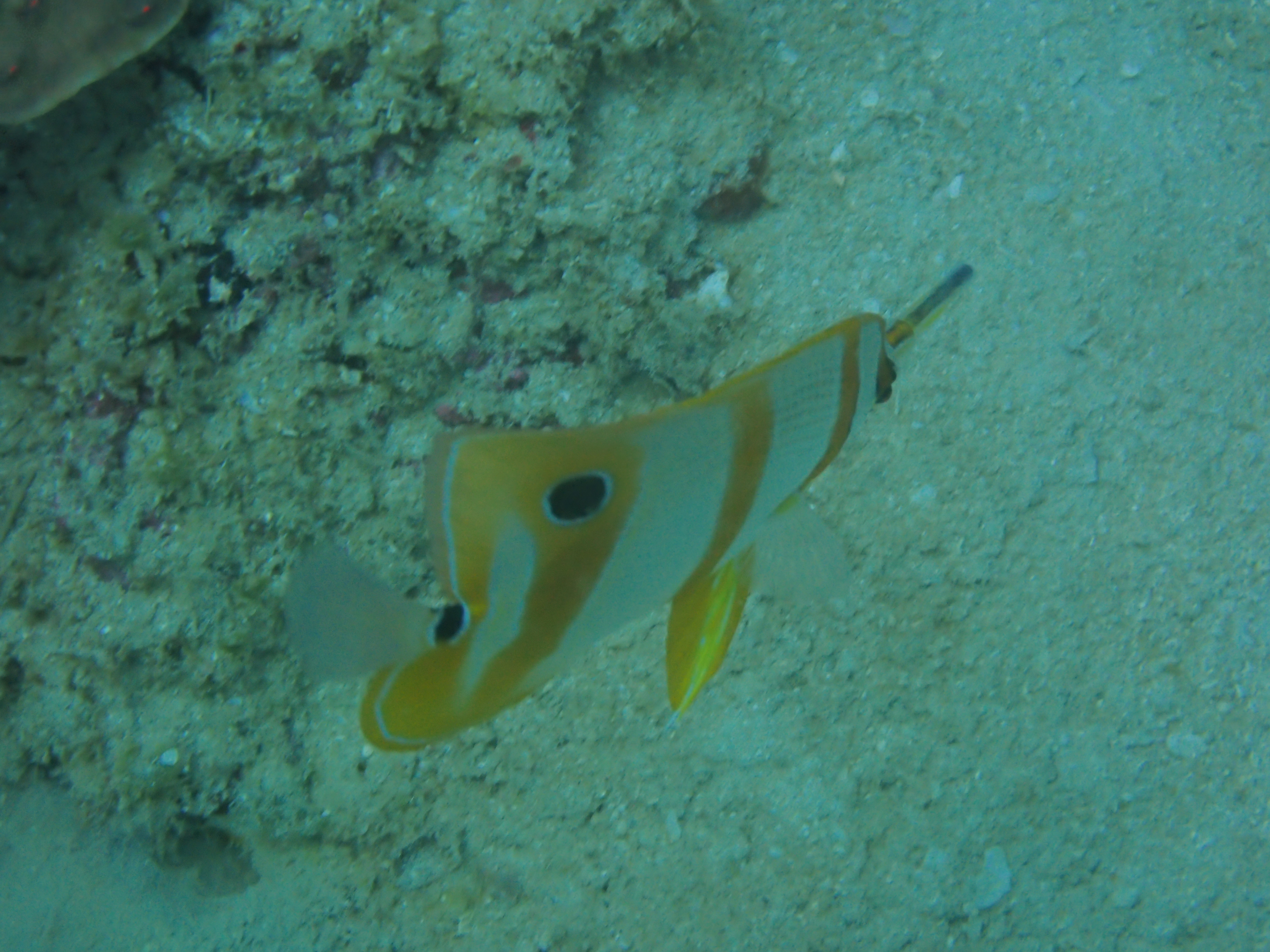 Copperband Butterflyfish