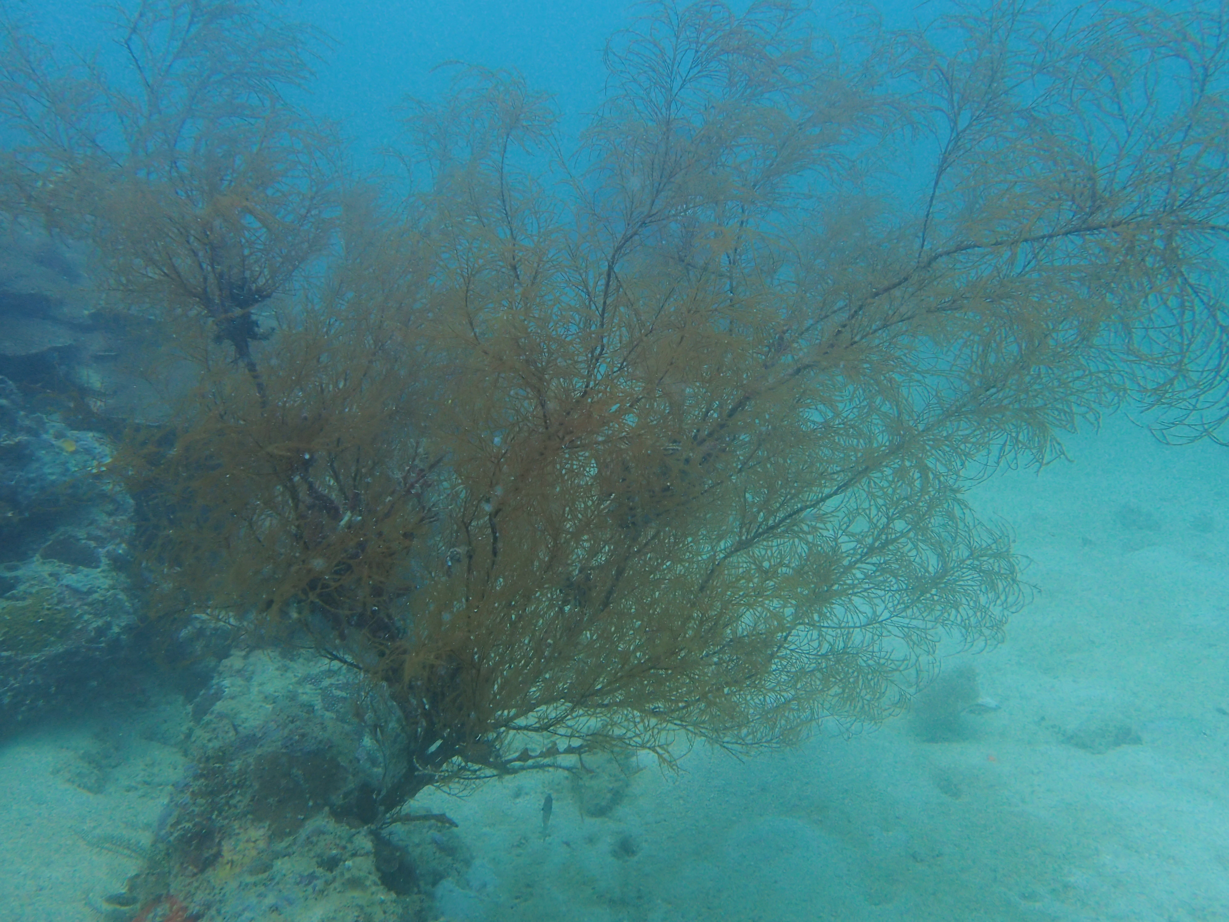 Bushy Black Coral