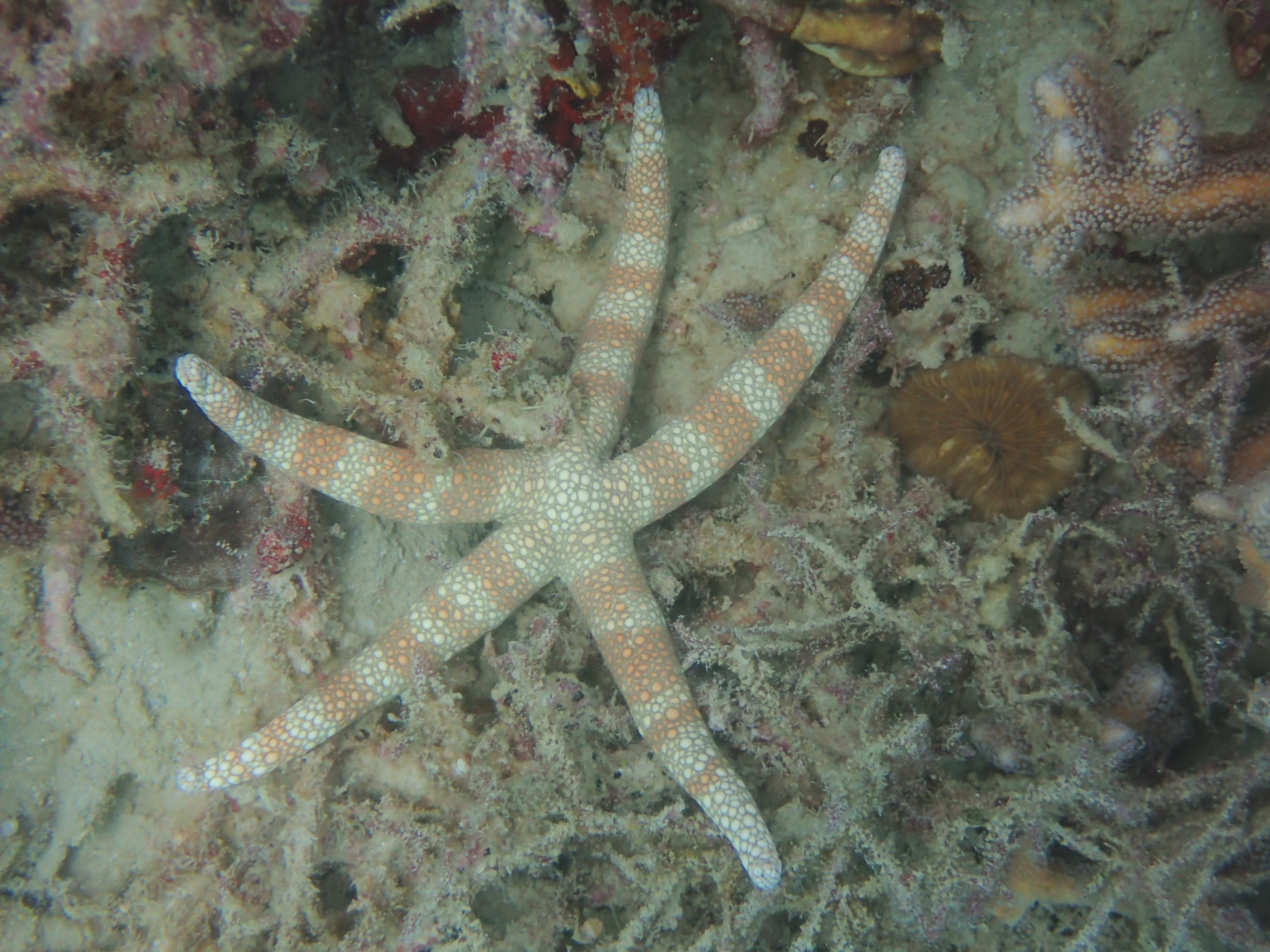 Warty Mesh Sea Star