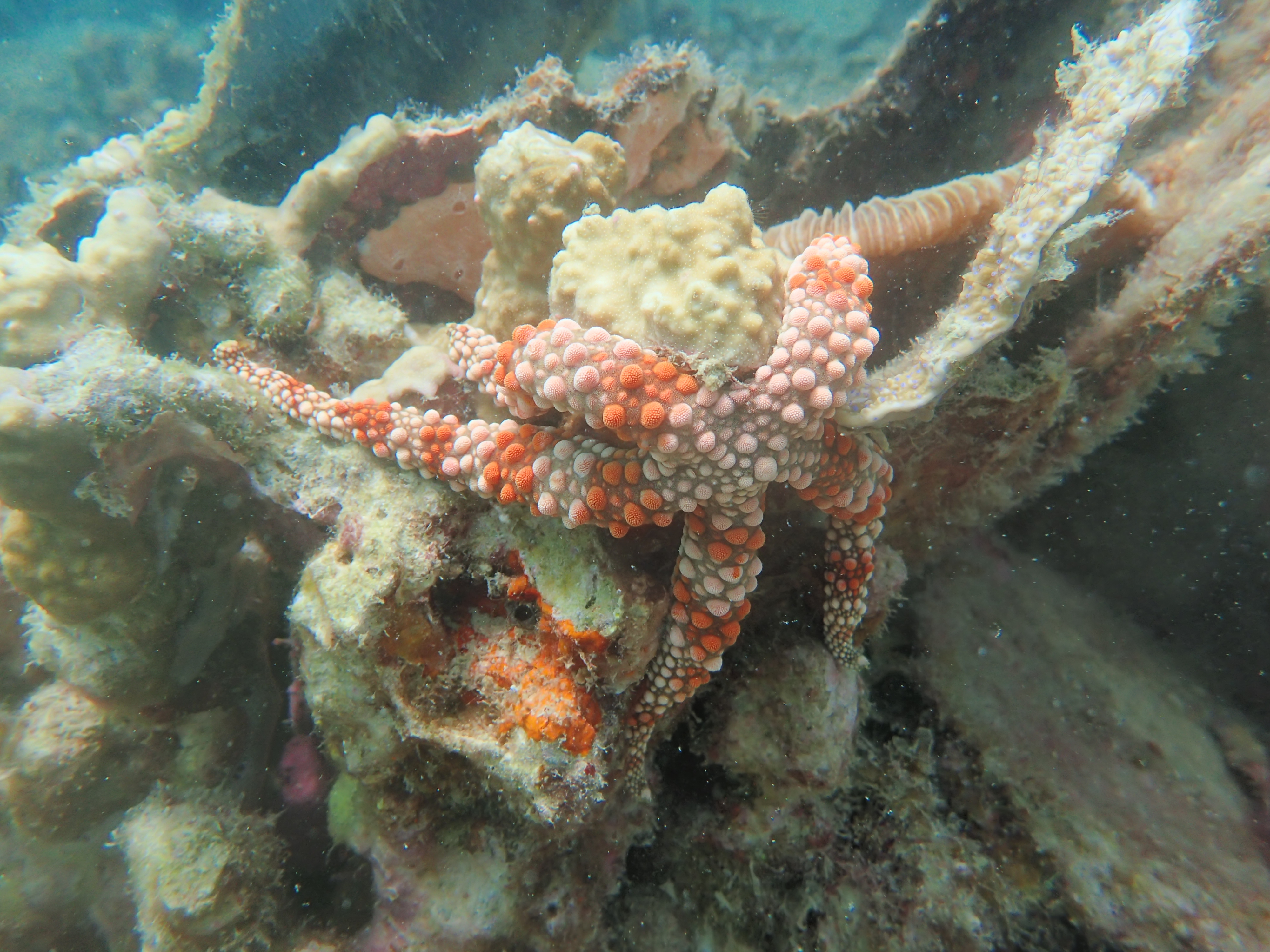 Friant's Sea Star