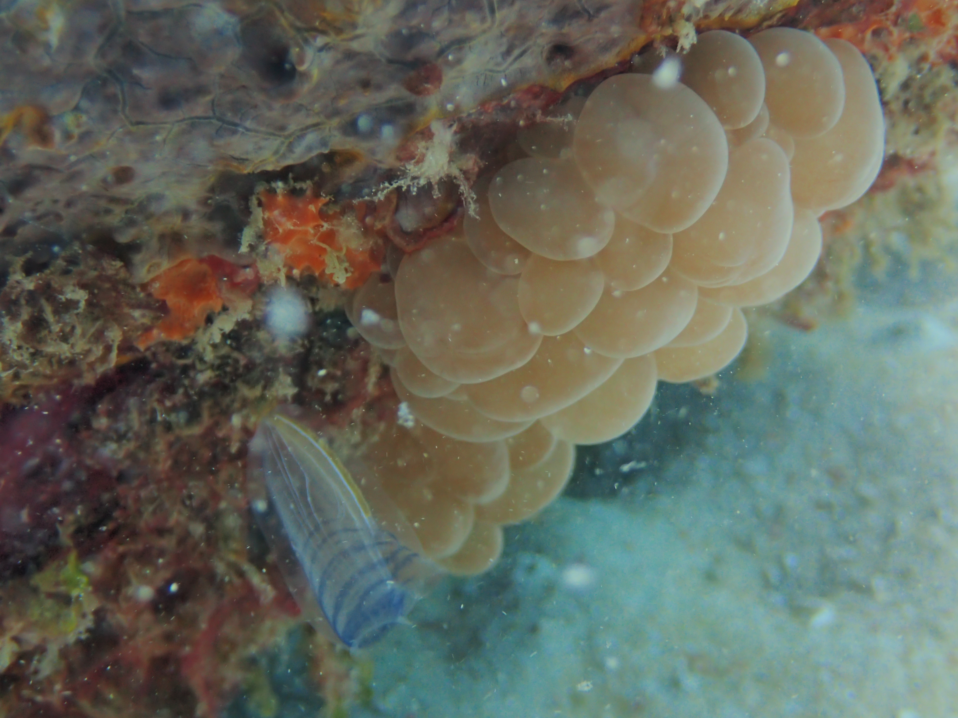 Bubble Coral