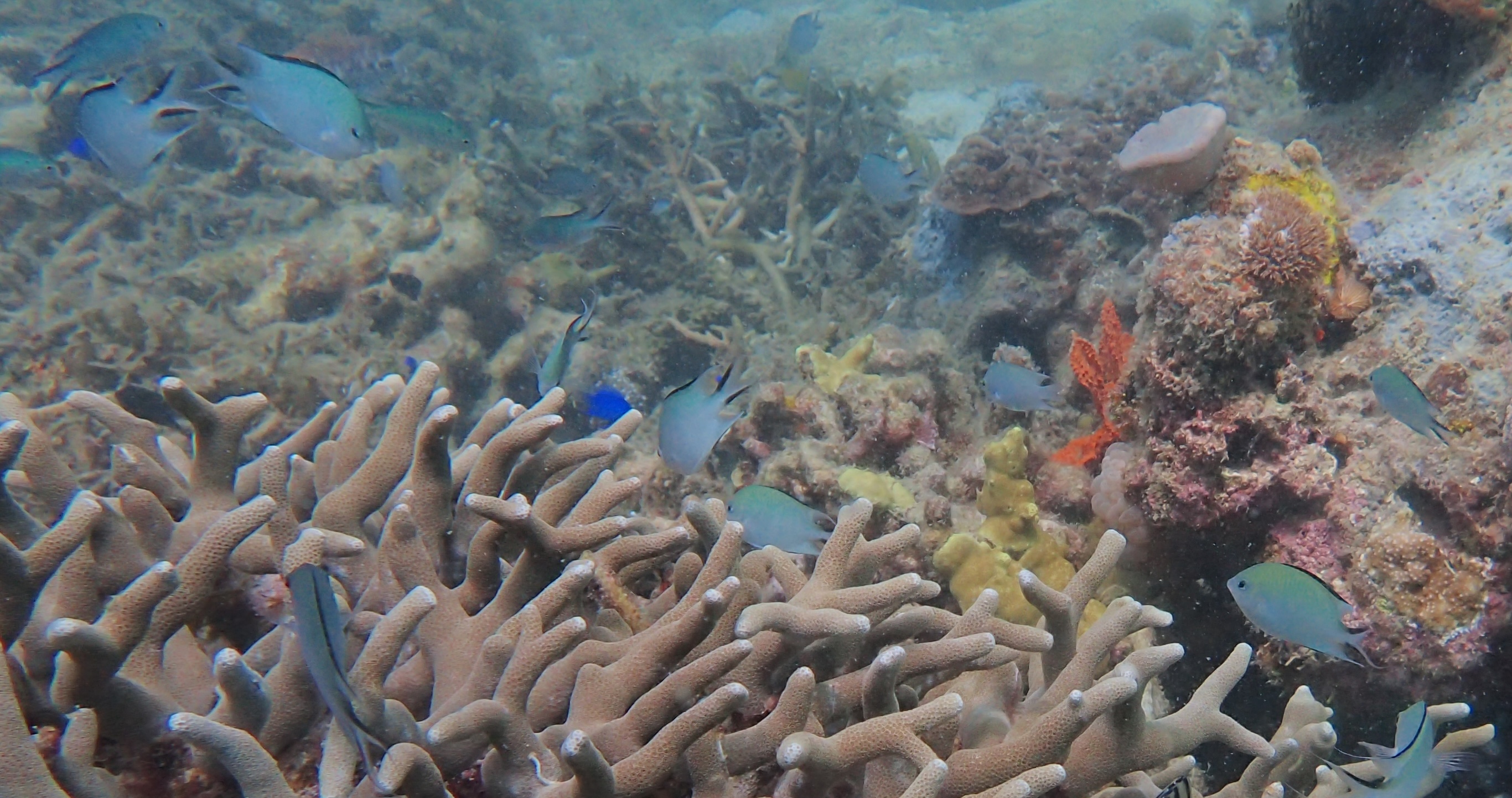 Philippines Chromis