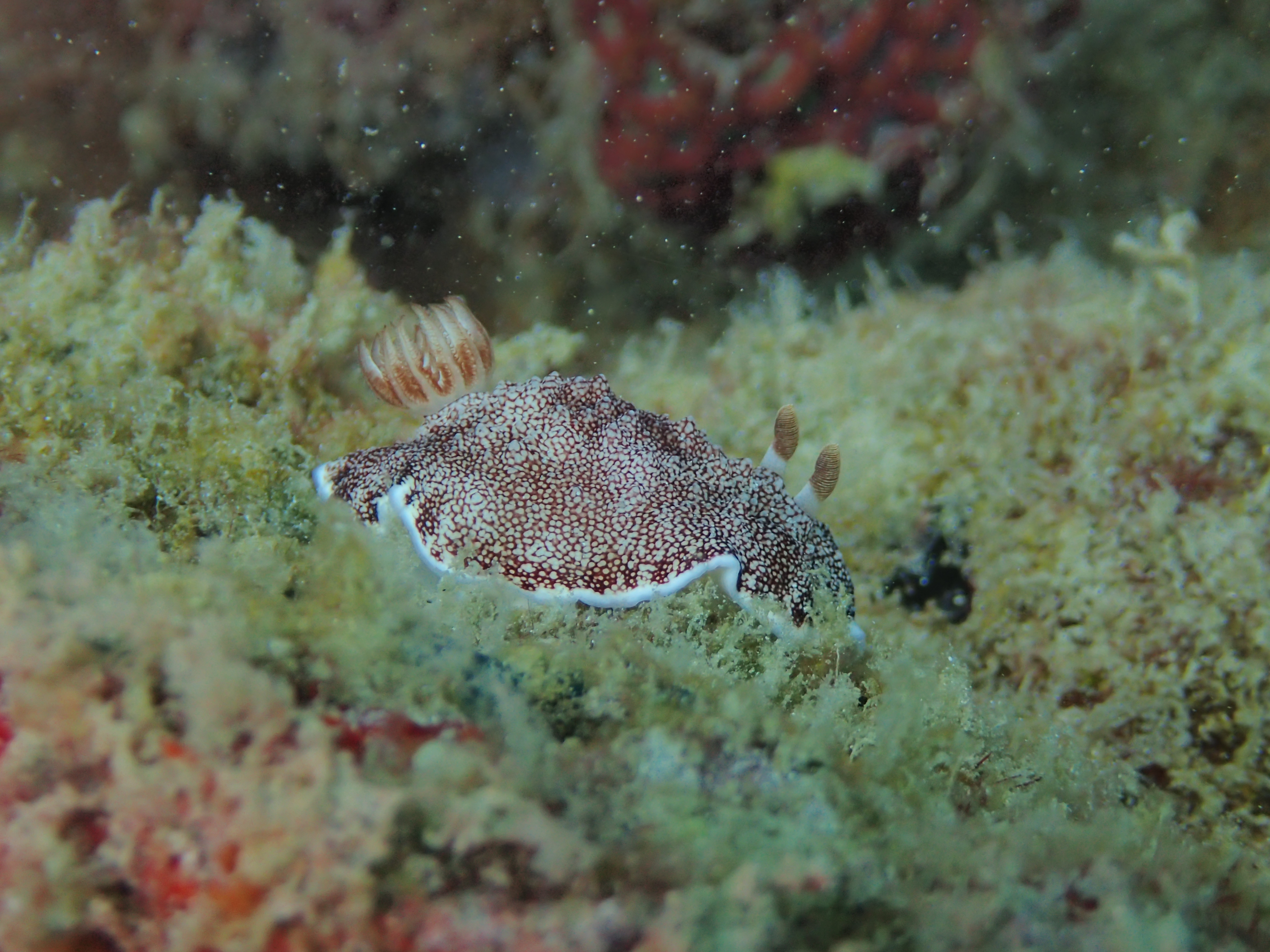 Reticulated Chromodoris