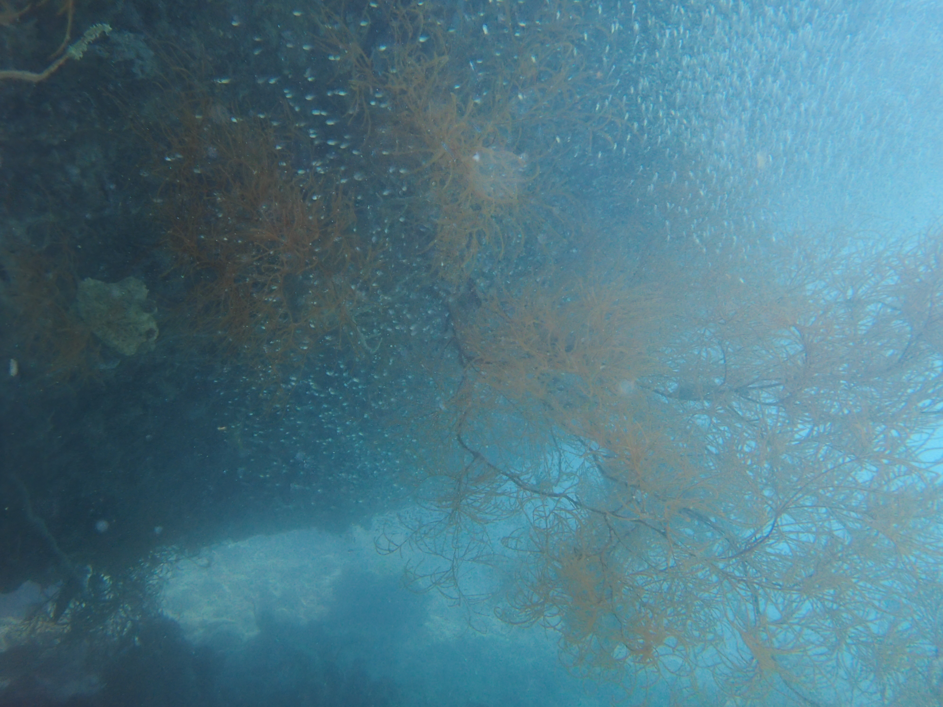 Schooling Fish Under the Wreck